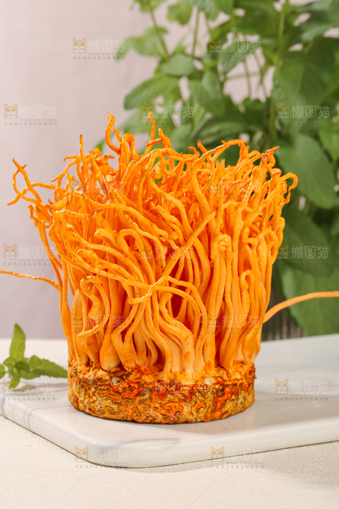 虫草花