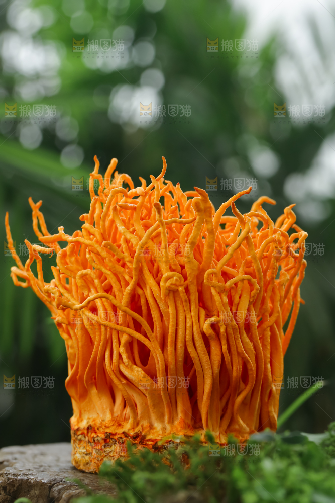 虫草花