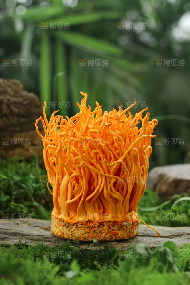 虫草花
