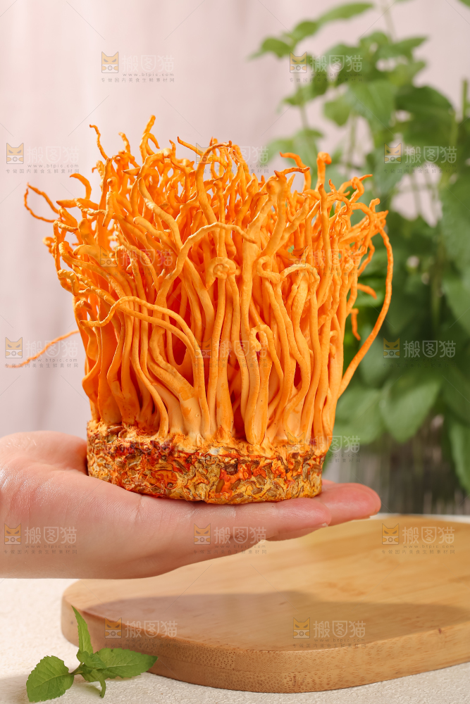 虫草花