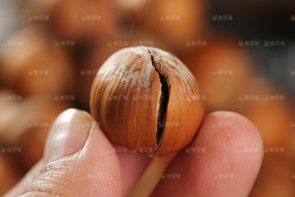 榛子