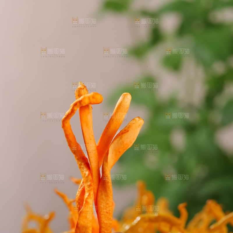 虫草花