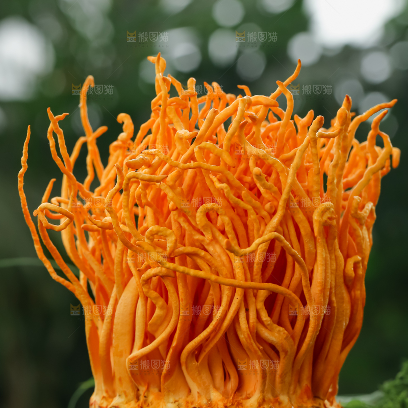 虫草花