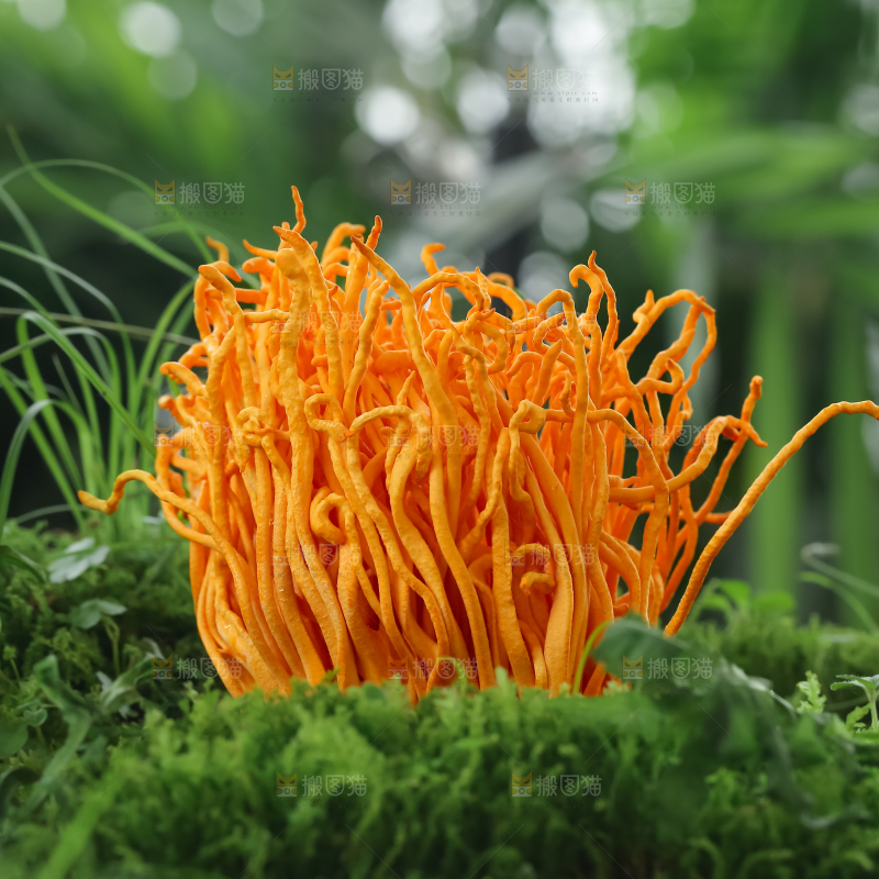 虫草花