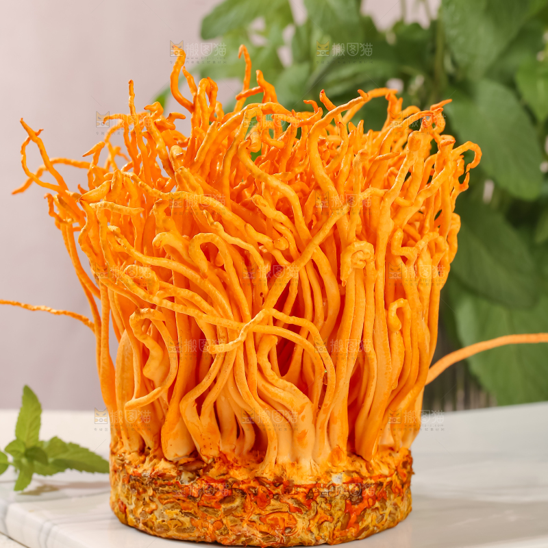虫草花