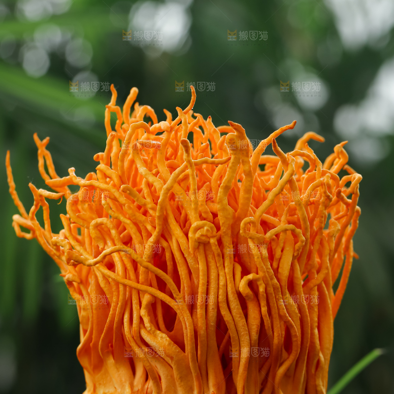 虫草花