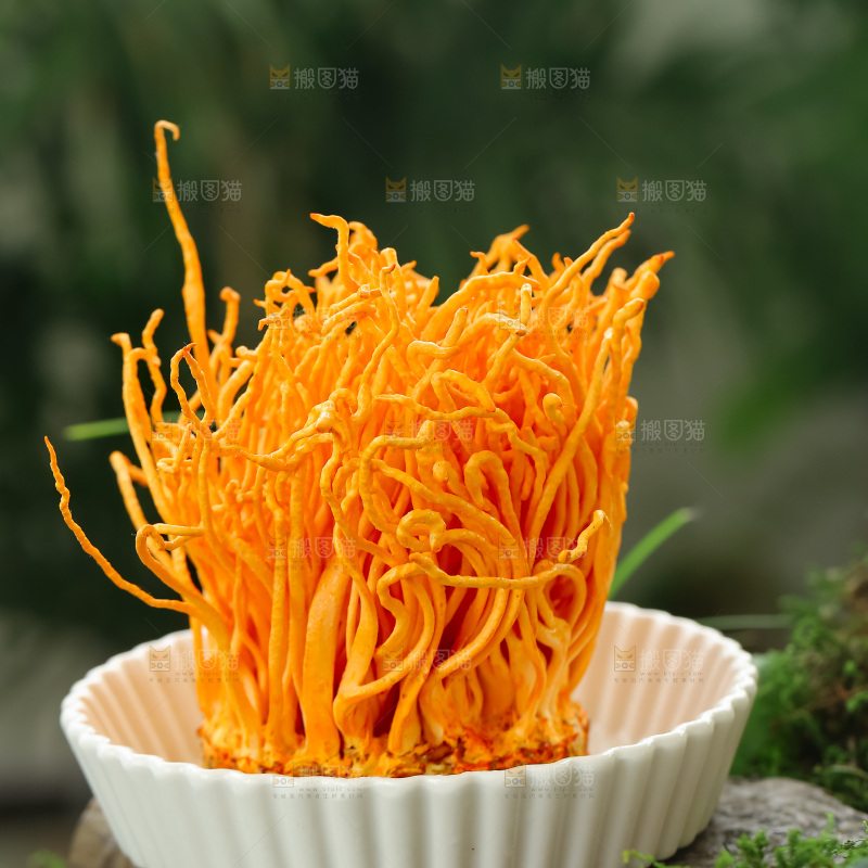 虫草花