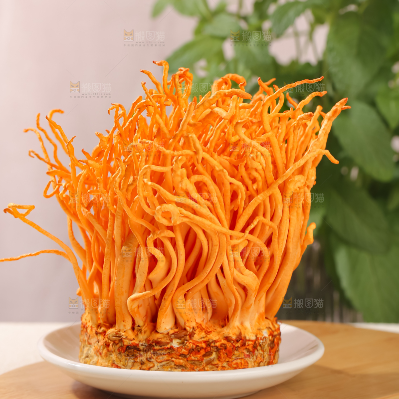 虫草花