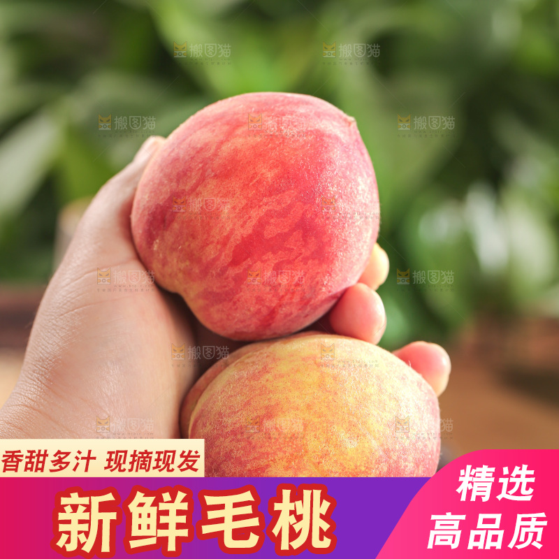 毛桃