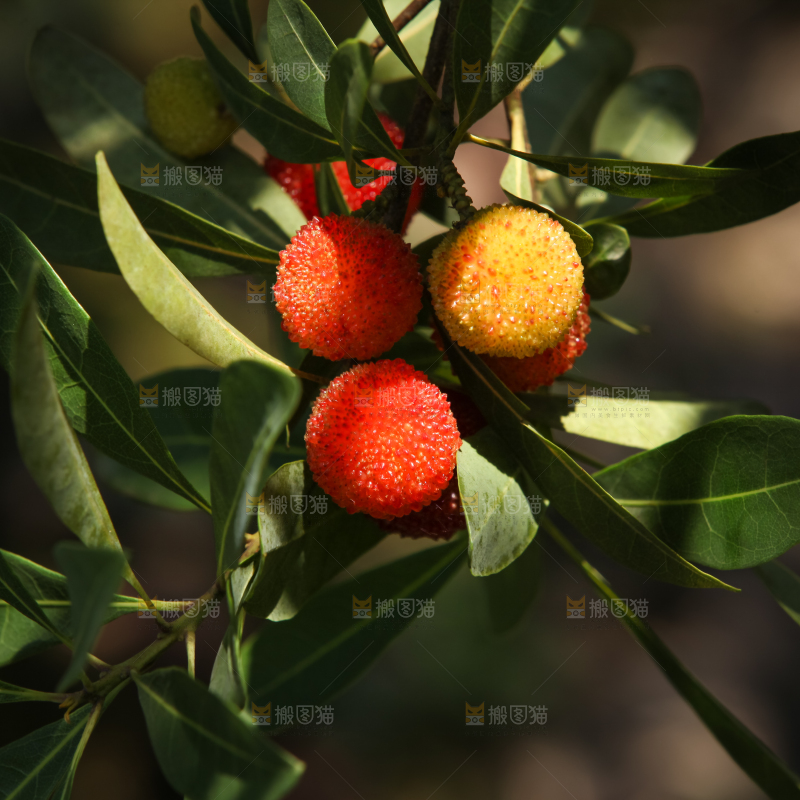 杨梅产地
