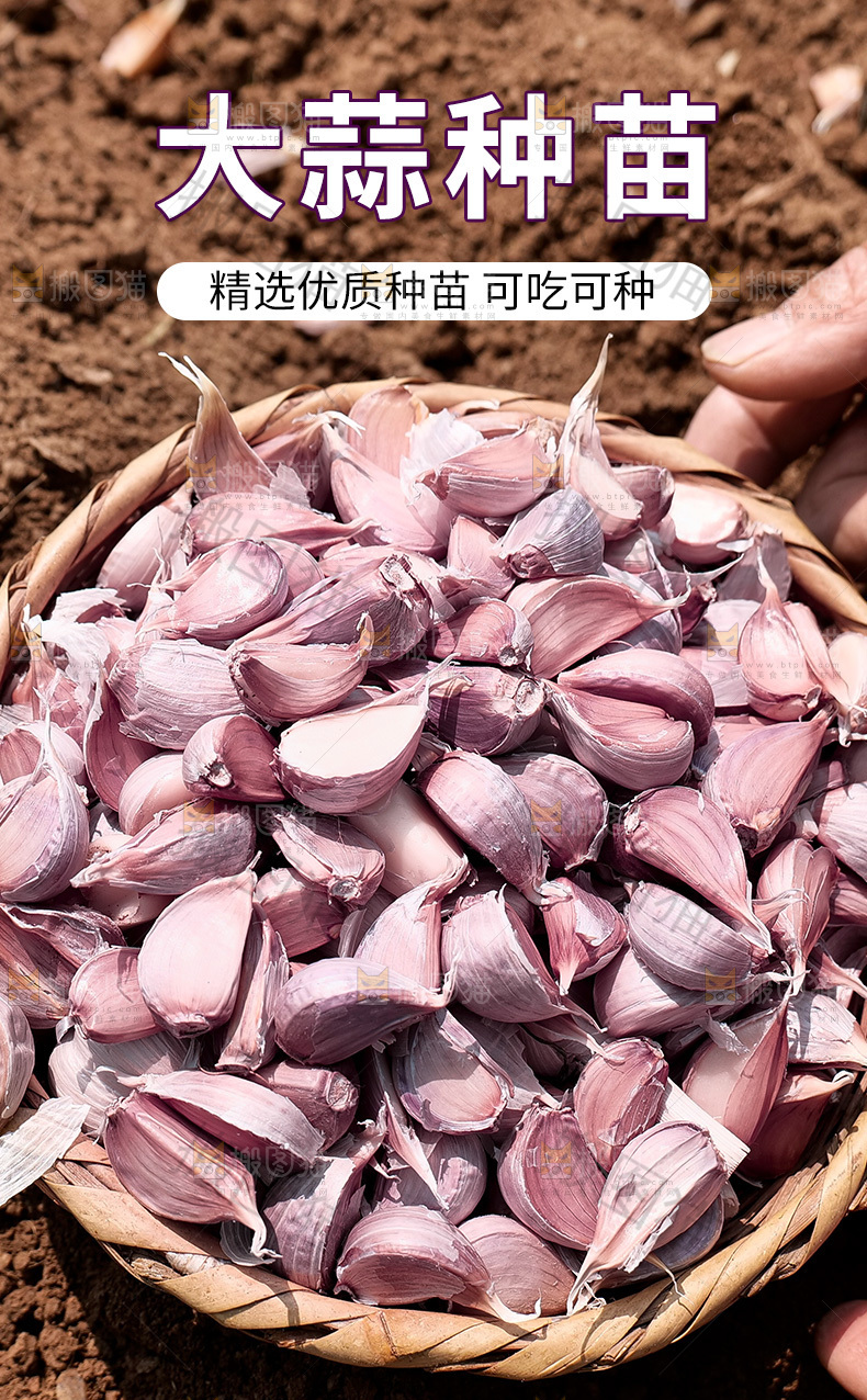 大蒜种详情页