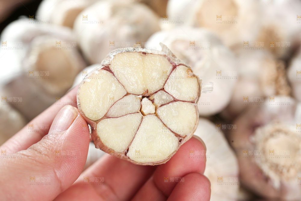 大蒜种
