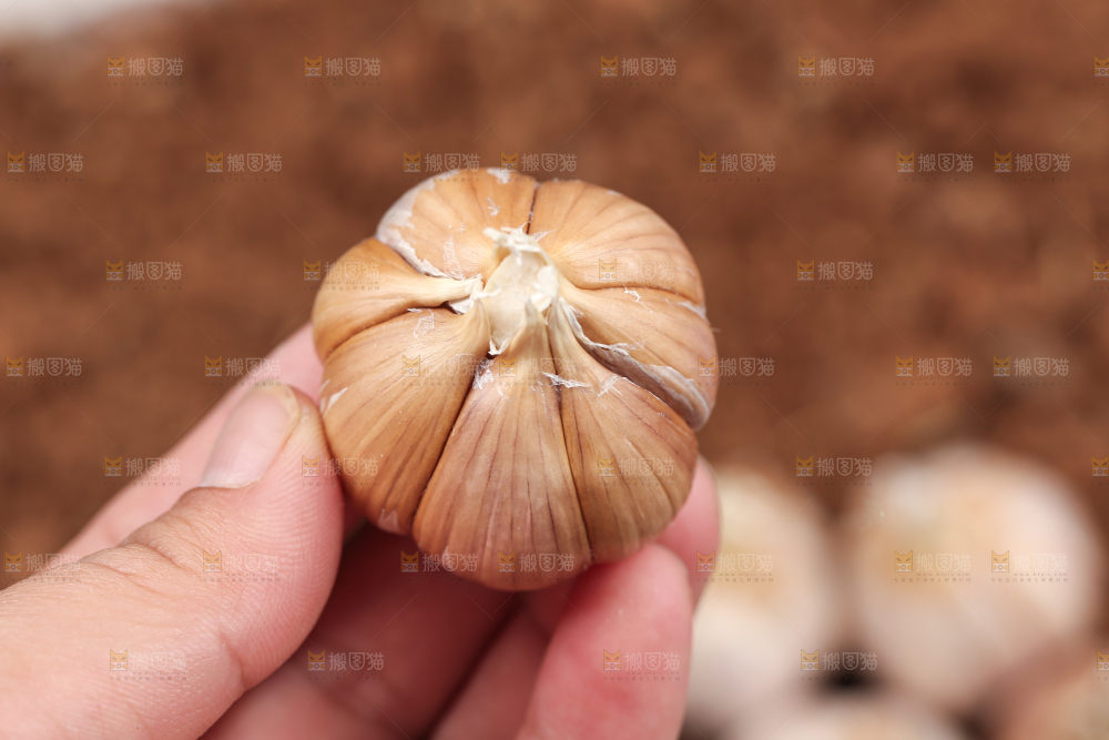 大蒜种