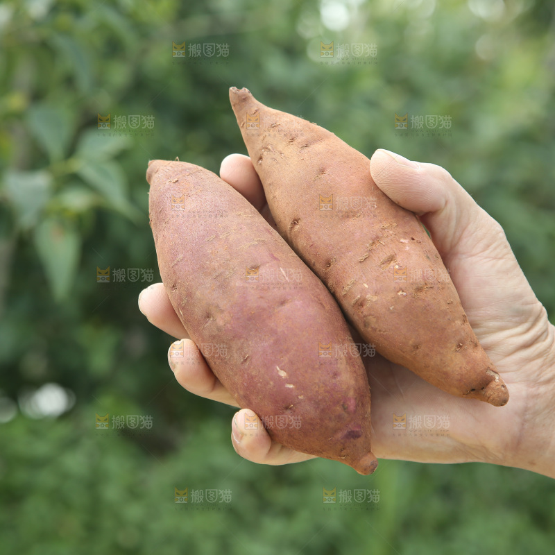 榴莲蜜薯