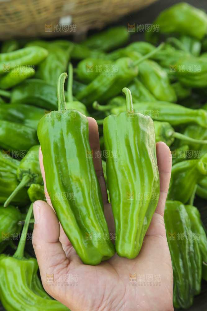 青椒