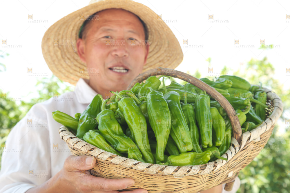 青椒