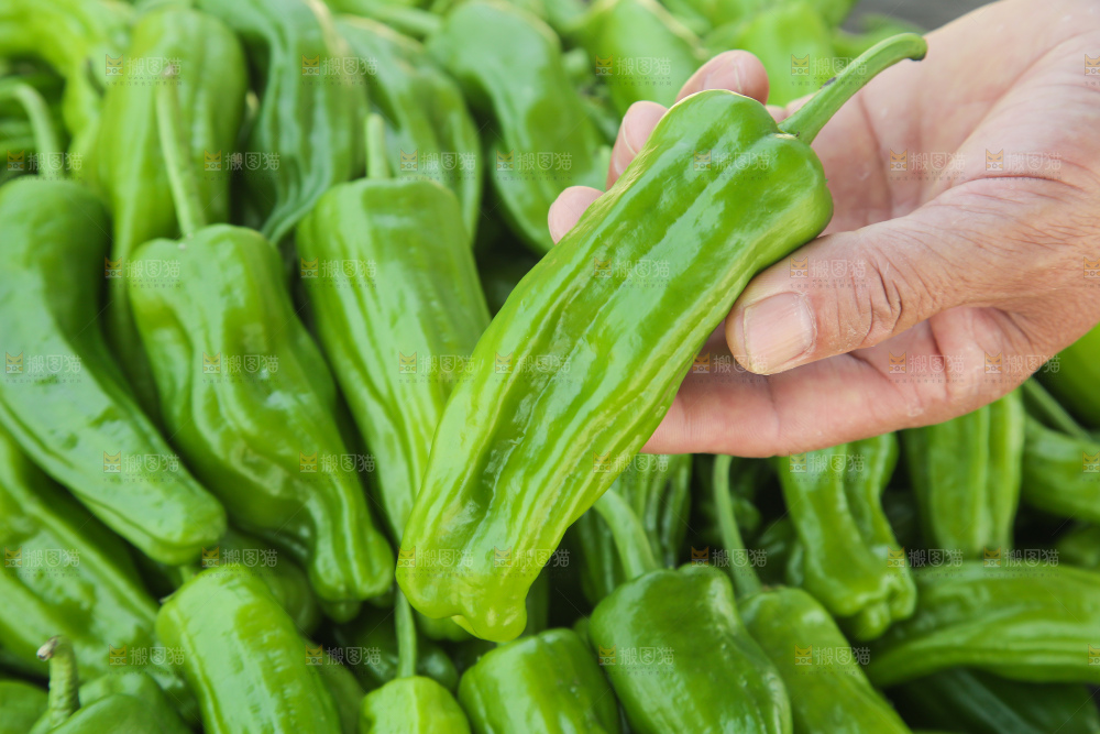 青椒