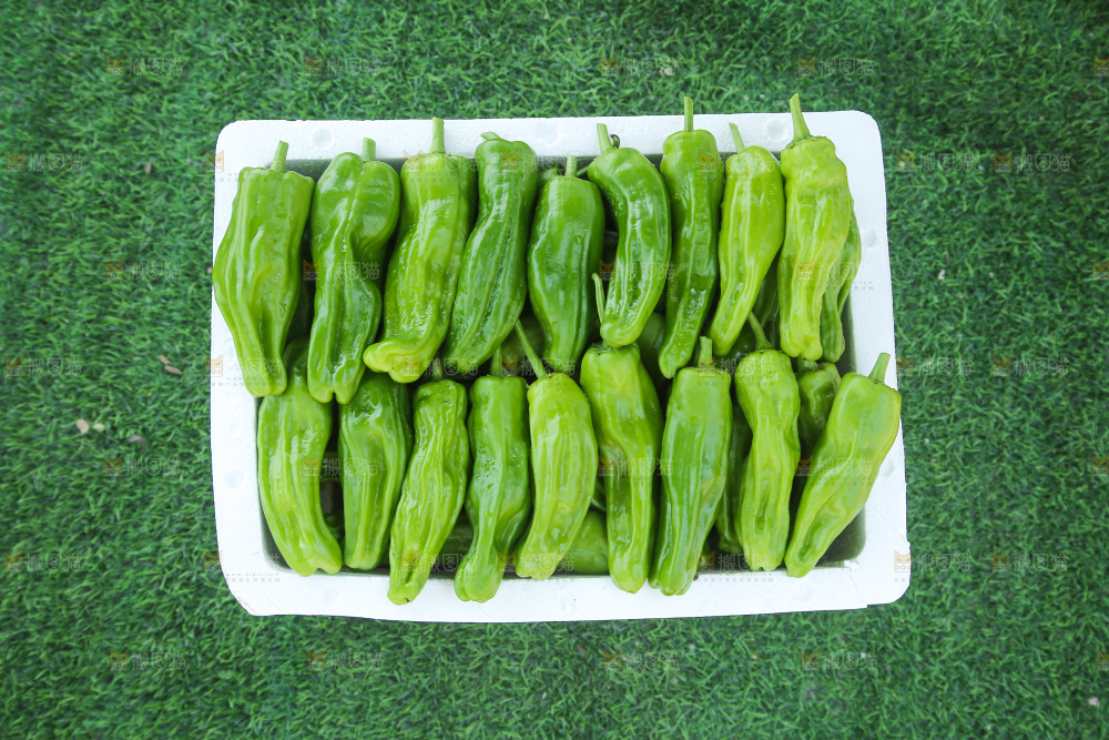 青椒
