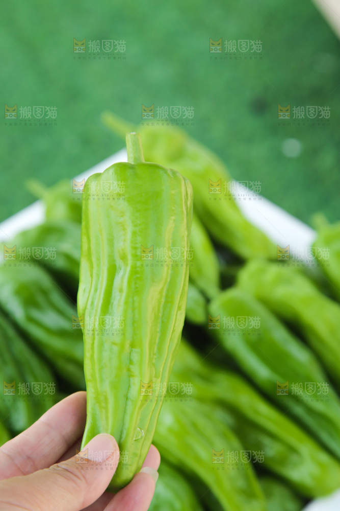 青椒