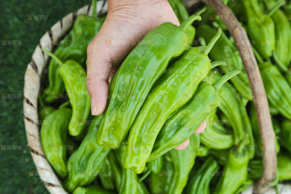 青椒