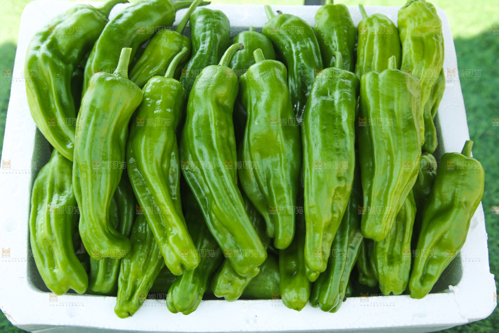 青椒