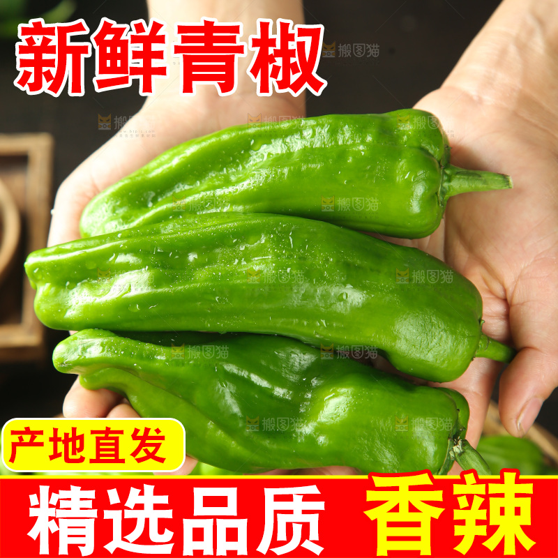青椒