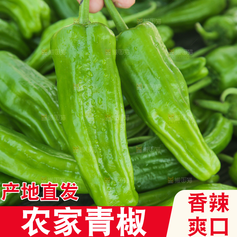青椒
