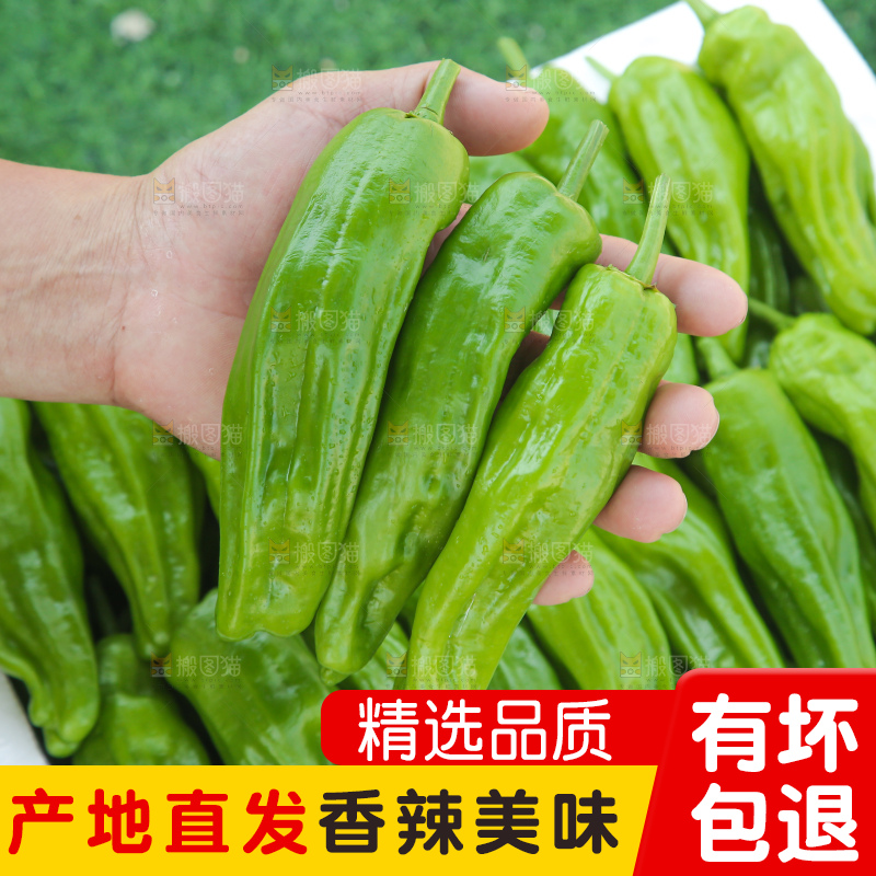 青椒