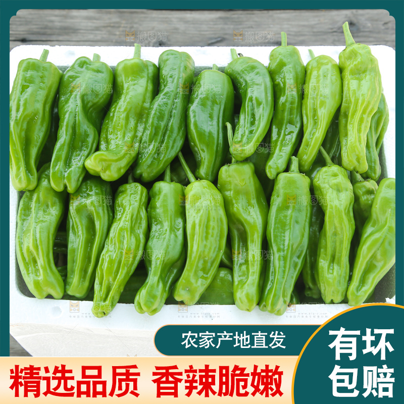 青椒