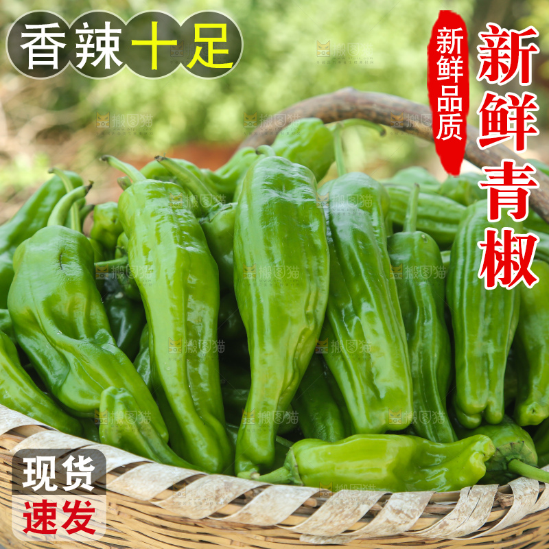 青椒