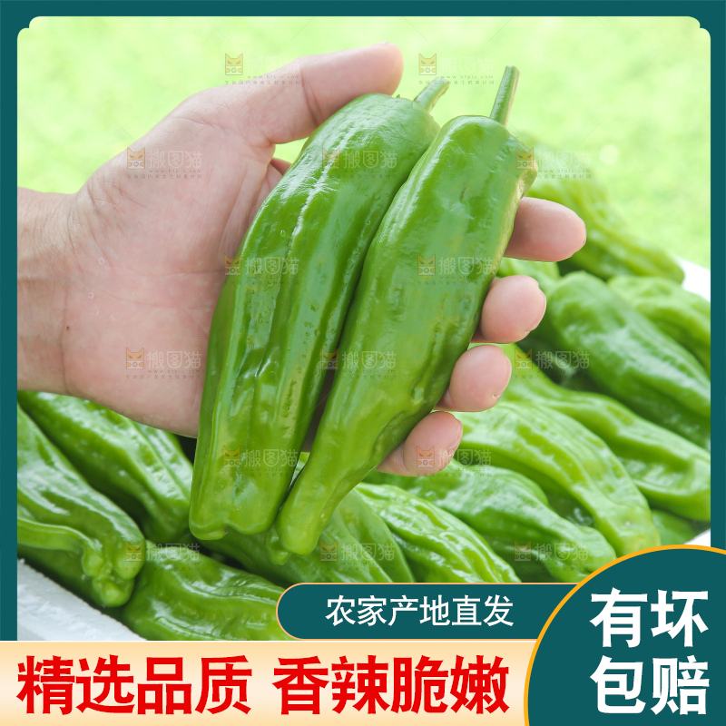 青椒
