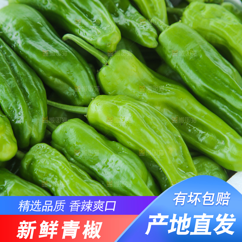 青椒