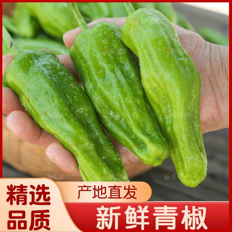 青椒