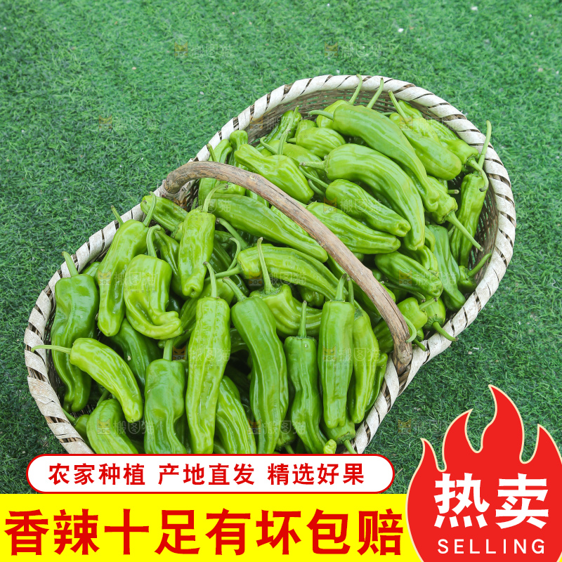 青椒