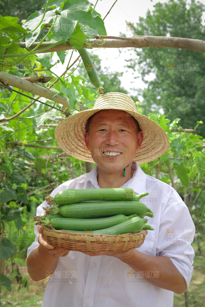 丝瓜产地