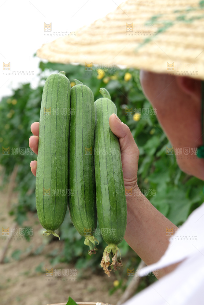 丝瓜产地