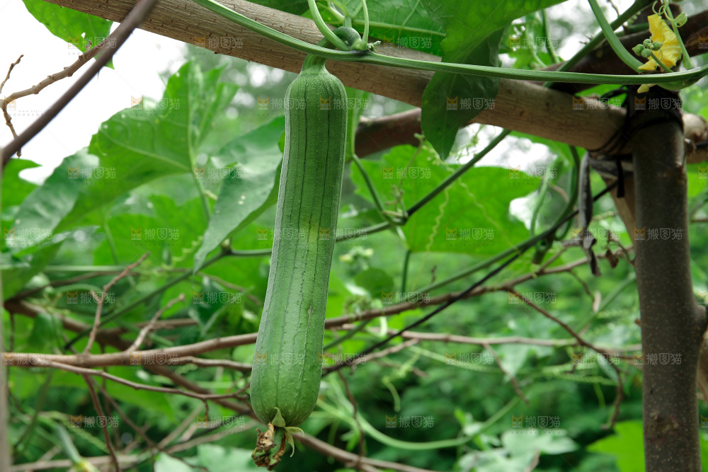 丝瓜产地