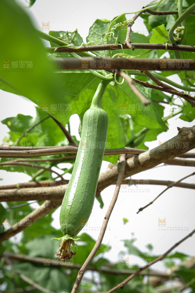 丝瓜产地