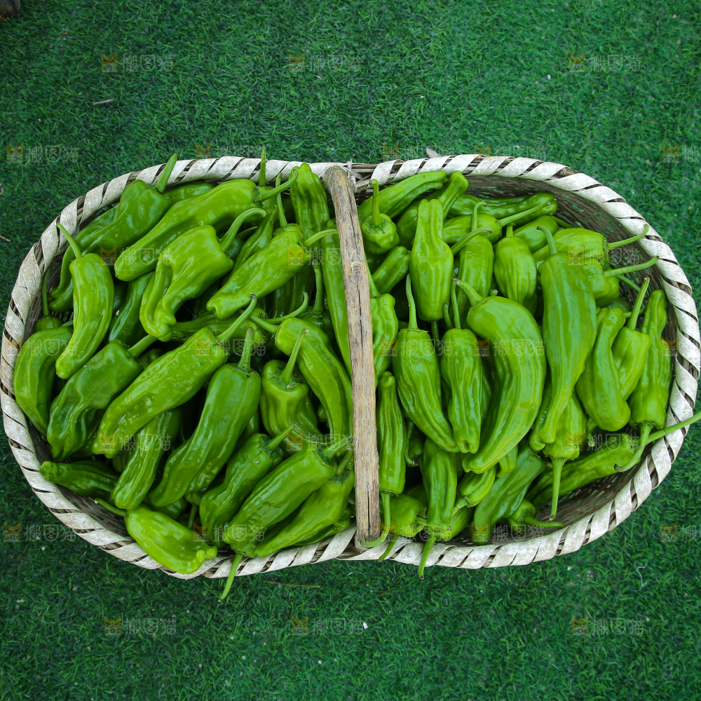 青椒