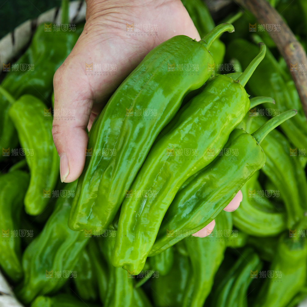 青椒