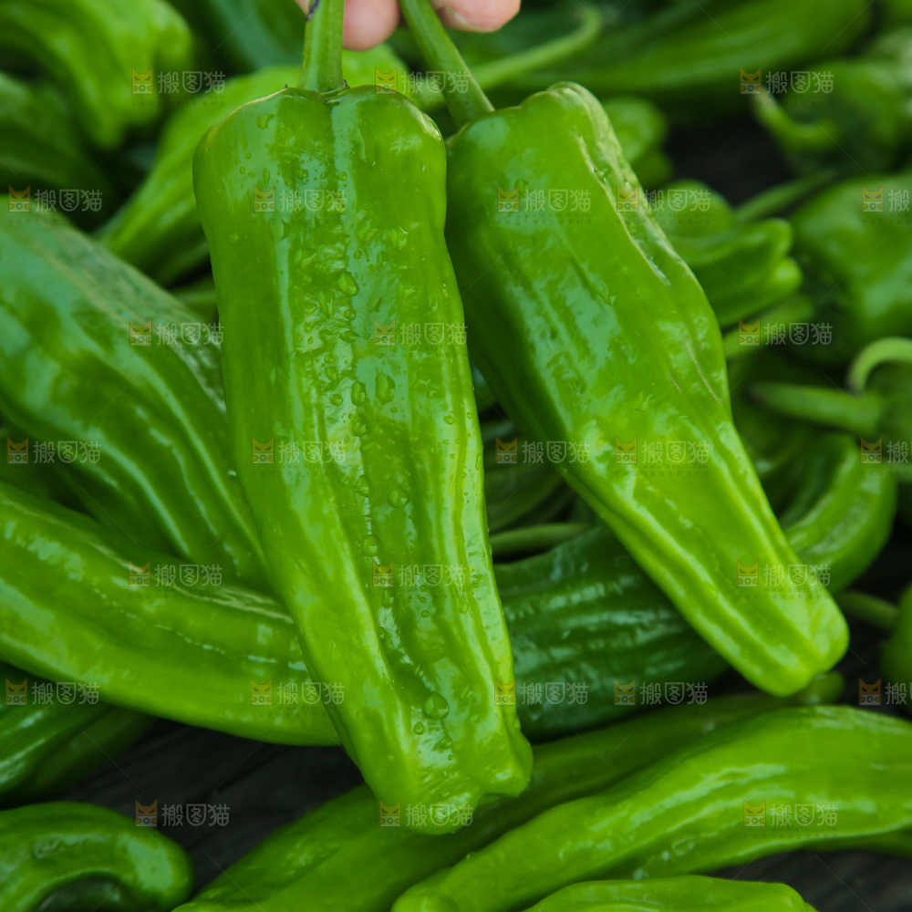 青椒