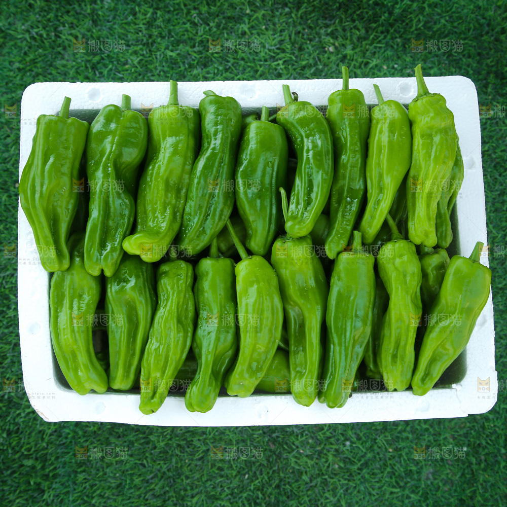青椒