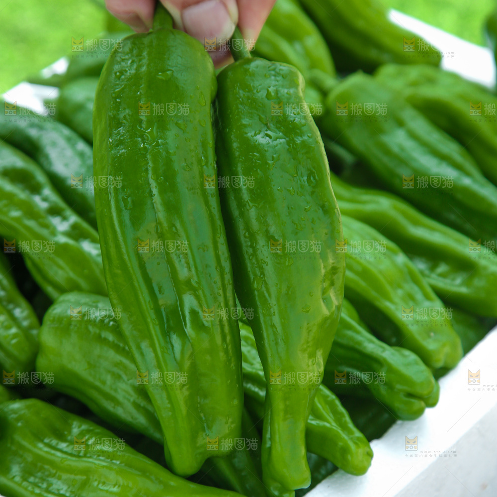 青椒