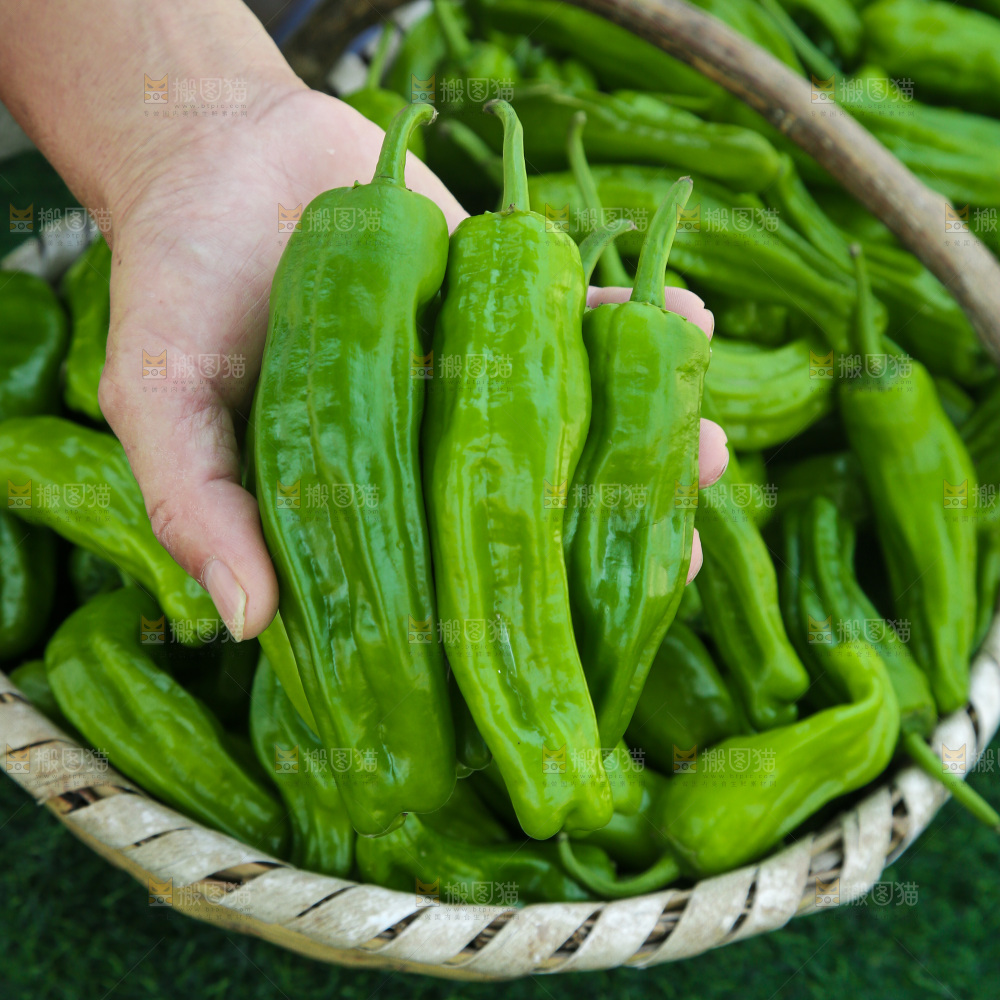 青椒