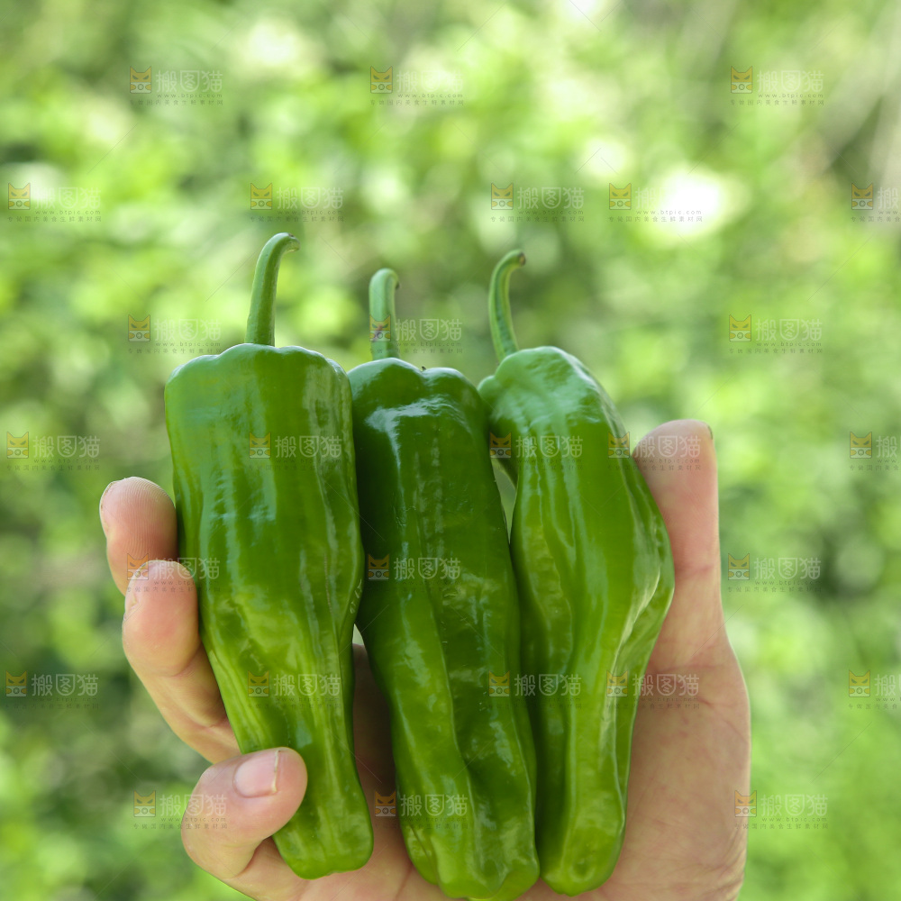 青椒