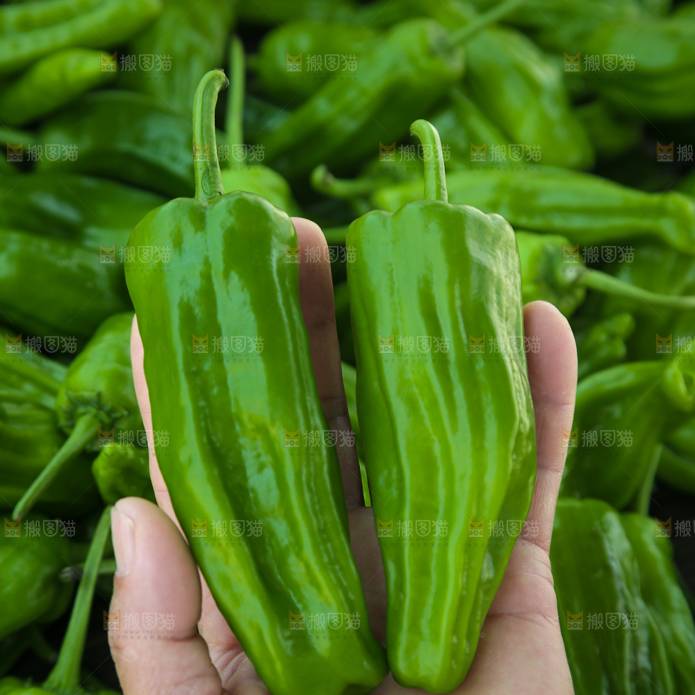 青椒