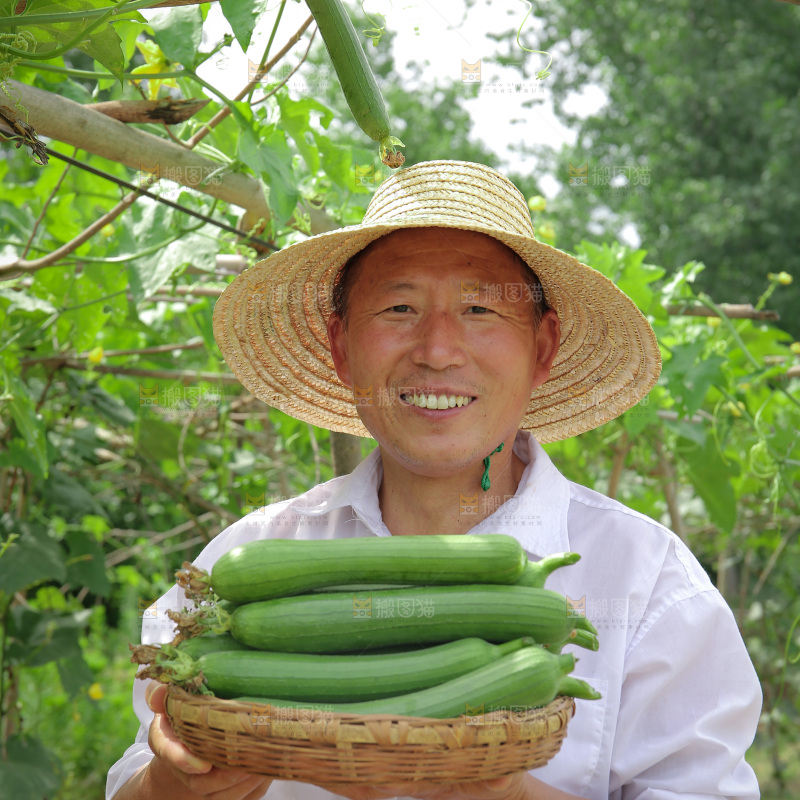 丝瓜产地
