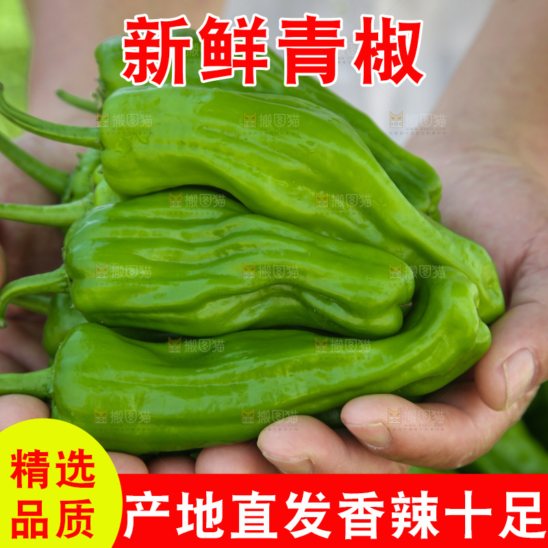 青椒