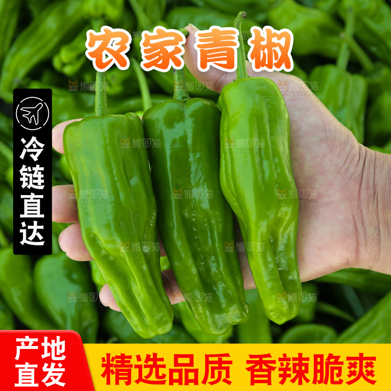 青椒