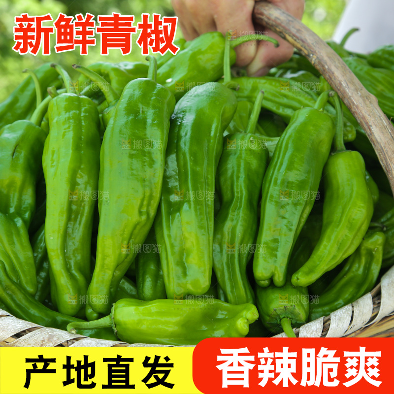 青椒
